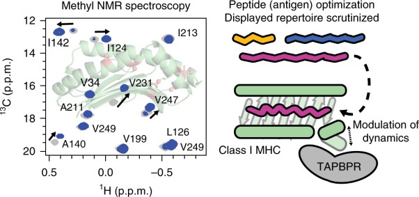 Peptide exchange on MHC-I by TAPBPR is driven by a negative allostery release cycle