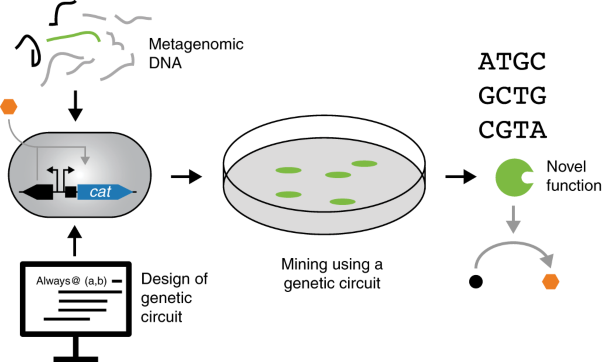 The evolving interface between synthetic biology and functional metagenomics