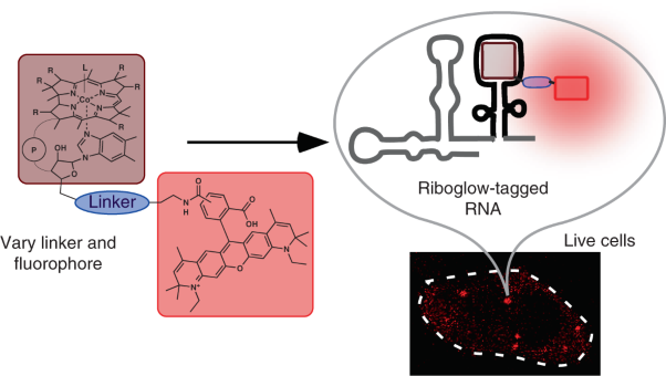 A multicolor riboswitch-based platform for imaging of RNA in live mammalian cells