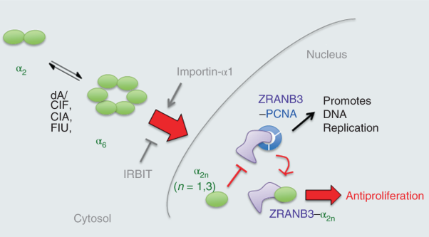 Nuclear RNR-α antagonizes cell proliferation by directly inhibiting ZRANB3