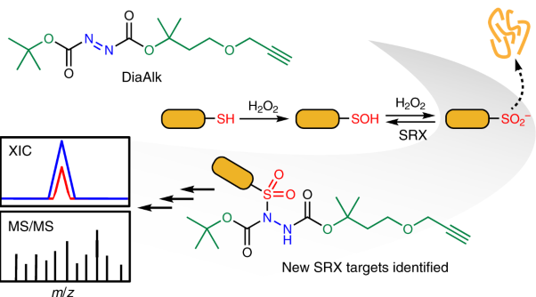 Chemical proteomics reveals new targets of cysteine sulfinic acid reductase