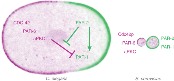 Establishment of the PAR-1 cortical gradient by the aPKC-PRBH circuit