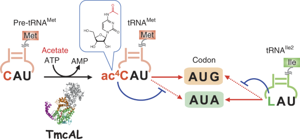 Acetate-dependent tRNA acetylation required for decoding fidelity in protein synthesis