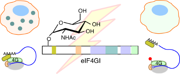 <i>O</i>-GlcNAc modification of eIF4GI acts as a translational switch in heat shock response