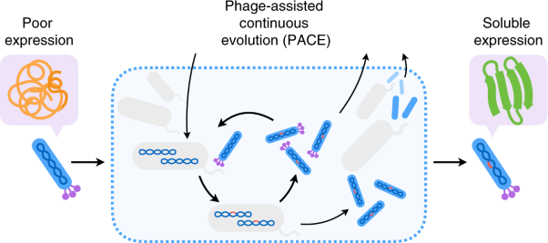 Continuous directed evolution of proteins with improved soluble expression