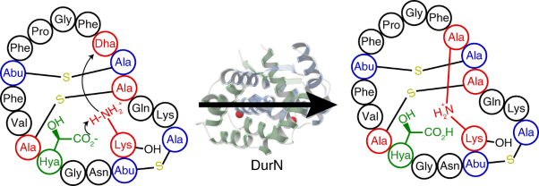 Substrate-assisted enzymatic formation of lysinoalanine in duramycin