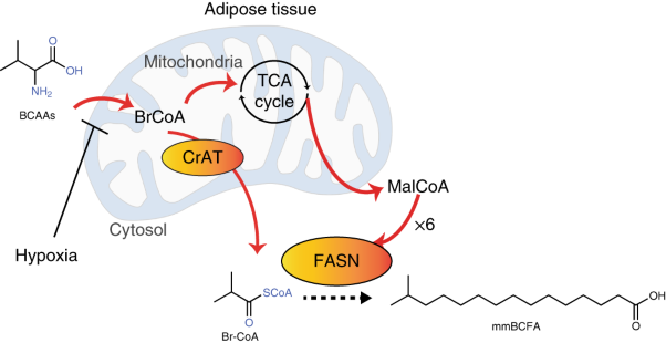 Enzyme promiscuity drives branched-chain fatty acid synthesis in adipose tissues