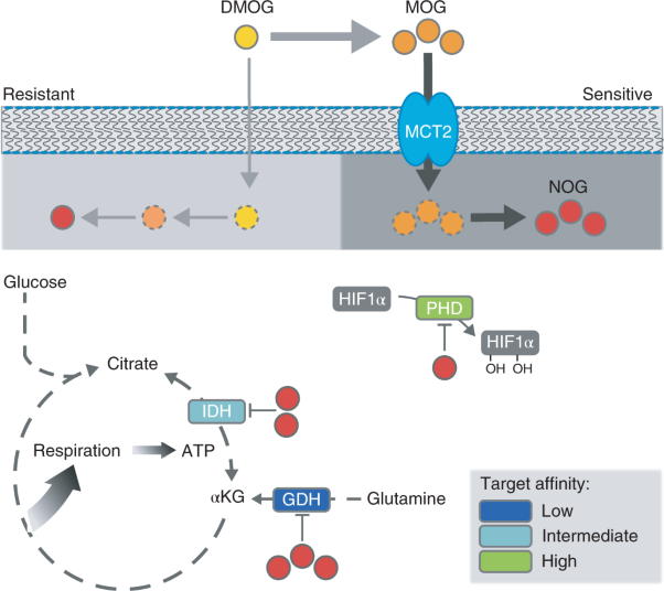 MCT2 mediates concentration-dependent inhibition of glutamine metabolism by MOG