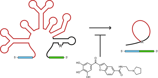 Small molecules that target group II introns are potent antifungal agents