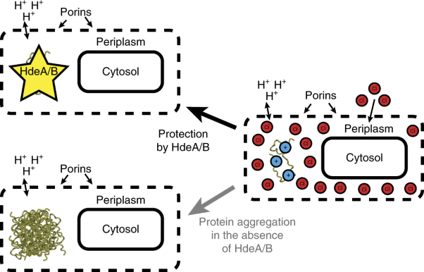 In vivo chloride concentrations surge to proteotoxic levels during acid stress