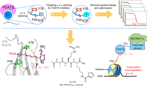 Structure-guided development of YEATS domain inhibitors by targeting π-π-π stacking