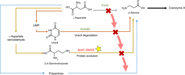 Metabolic repair through emergence of new pathways in <i>Escherichia coli</i>