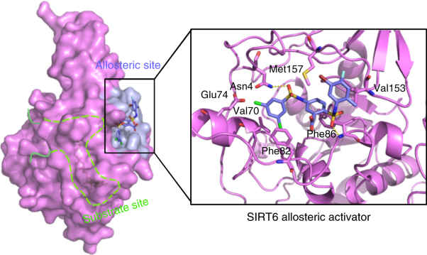 Identification of a cellularly active SIRT6 allosteric activator