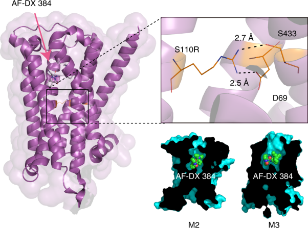 Structural insights into the subtype-selective antagonist binding to the M<sub>2</sub> muscarinic receptor