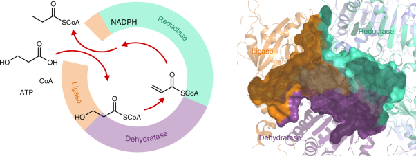 The multicatalytic compartment of propionyl-CoA synthase sequesters a toxic metabolite