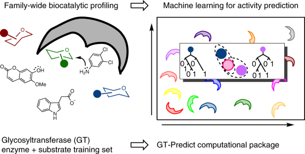 Functional and informatics analysis enables glycosyltransferase activity prediction