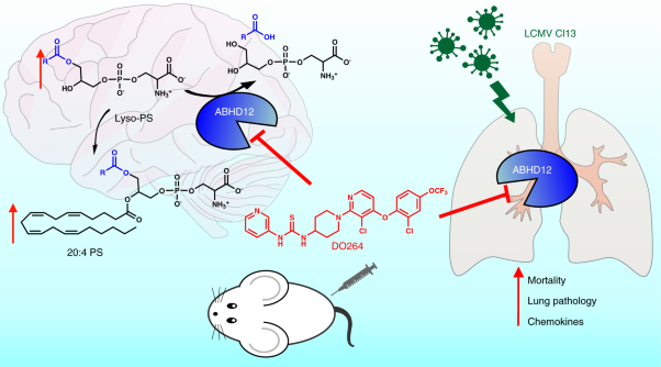 Selective blockade of the lyso-PS lipase ABHD12 stimulates immune responses in vivo