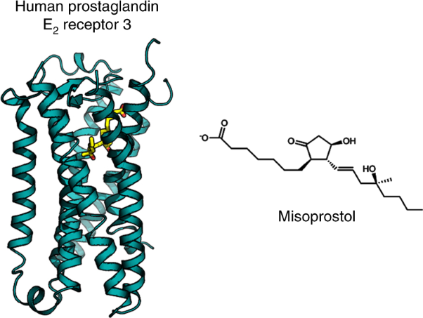Crystal structure of misoprostol bound to the labor inducer prostaglandin E<sub>2</sub> receptor