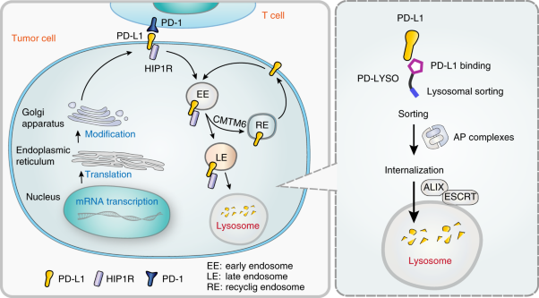 HIP1R targets PD-L1 to lysosomal degradation to alter T cell–mediated cytotoxicity