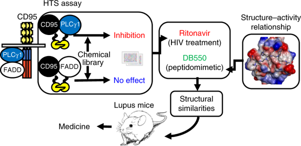 Disrupting the CD95–PLCγ1 interaction prevents Th17-driven inflammation