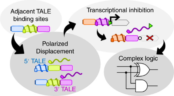 Polarized displacement by transcription activator-like effectors for regulatory circuits