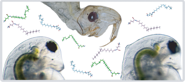 Identification of <i>Chaoborus</i> kairomone chemicals that induce defences in <i>Daphnia</i>