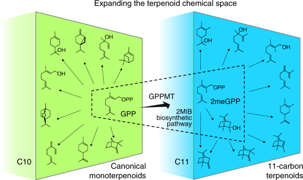 Synthesis of 11-carbon terpenoids in yeast using protein and metabolic engineering