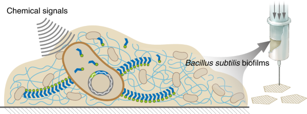 Programmable and printable <i>Bacillus subtilis</i> biofilms as engineered living materials