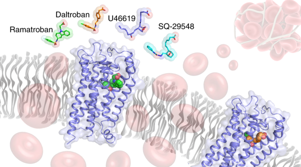 Structural basis for ligand recognition of the human thromboxane A<sub>2</sub> receptor