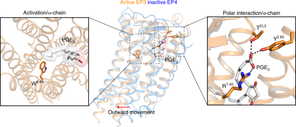 Crystal structure of the endogenous agonist-bound prostanoid receptor EP3