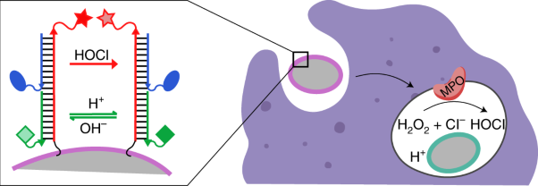 A DNA-based fluorescent reporter maps HOCl production in the maturing phagosome