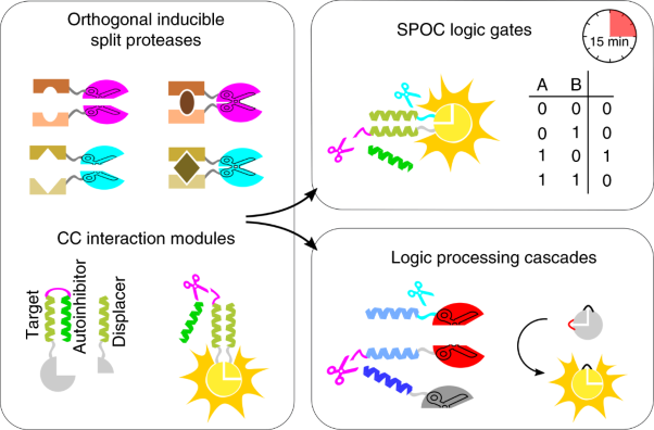 Design of fast proteolysis-based signaling and logic circuits in mammalian cells