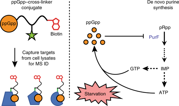 Affinity-based capture and identification of protein effectors of the growth regulator ppGpp