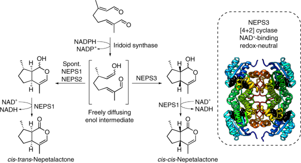 Uncoupled activation and cyclization in catmint reductive terpenoid biosynthesis