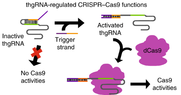 Riboregulated toehold-gated gRNA for programmable CRISPR–Cas9 function