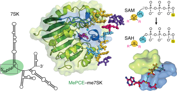 Structural basis of 7SK RNA 5′-γ-phosphate methylation and retention by MePCE