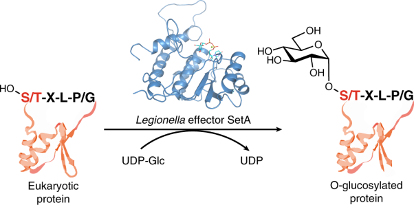 <i>Legionella</i> effector SetA as a general O-glucosyltransferase for eukaryotic proteins