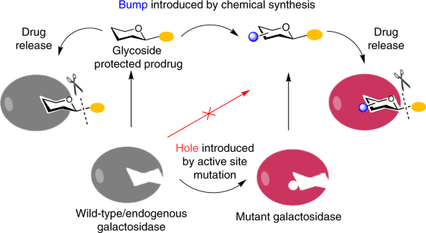 Targeted delivery of nitric oxide via a ‘bump-and-hole’-based enzyme–prodrug pair