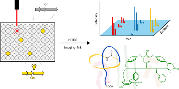 A genetics-free method for high-throughput discovery of cryptic microbial metabolites