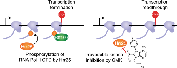 Noncanonical CTD kinases regulate RNA polymerase II in a gene-class-specific manner