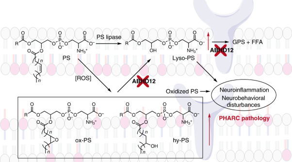 A chemical–genetic screen identifies ABHD12 as an oxidized-phosphatidylserine lipase