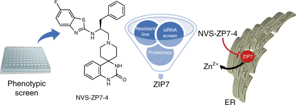 Discovery of a ZIP7 inhibitor from a Notch pathway screen