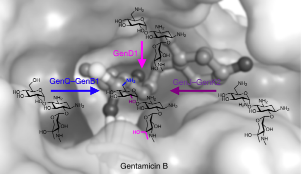 Complete reconstitution of the diverse pathways of gentamicin B biosynthesis