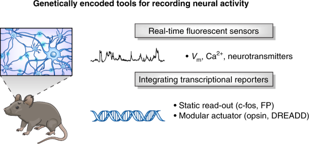 Molecular tools for imaging and recording neuronal activity