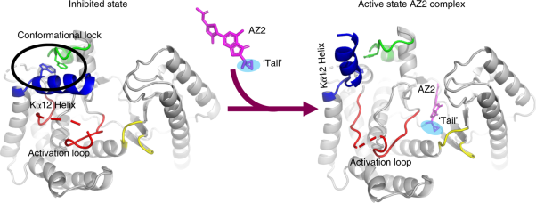 A class of highly selective inhibitors bind to an active state of PI3Kγ