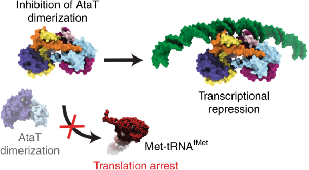 Mechanism of regulation and neutralization of the AtaR–AtaT toxin–antitoxin system
