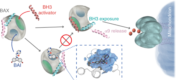 Small-molecule allosteric inhibitors of BAX