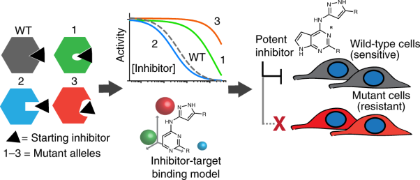 Designing a chemical inhibitor for the AAA protein spastin using active site mutations