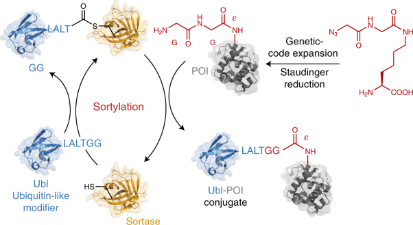 Site-specific ubiquitylation and SUMOylation using genetic-code expansion and sortase