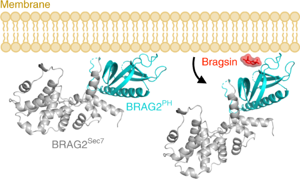 PH-domain-binding inhibitors of nucleotide exchange factor BRAG2 disrupt Arf GTPase signaling